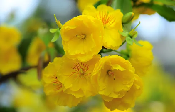 Picture yellow, blossom, flowers, Macro