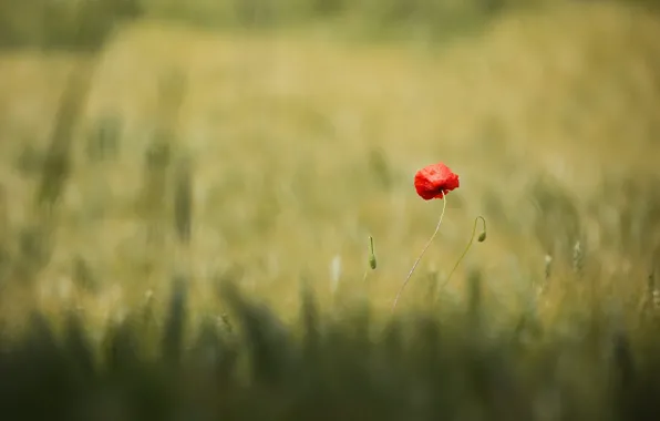 Field, flower, summer, red, nature, glade, one, Mac