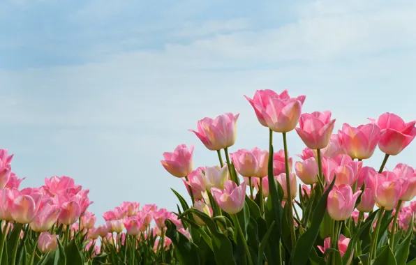 Picture the sky, tulips, pink, Netherlands, buds, plantation