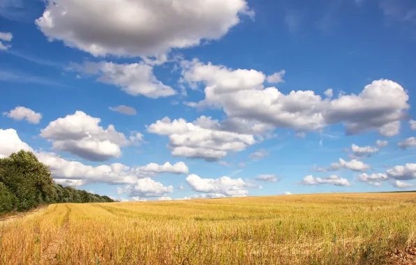 Picture road, field, the sky, clouds, trees