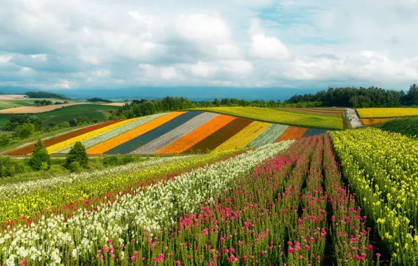 Picture field, summer, flowers, strip, meadow, colorful, plantation