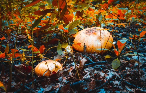 Picture autumn, nature, mushrooms