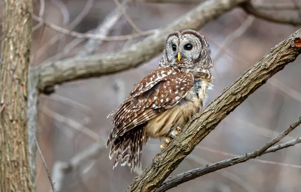 Picture look, trees, branches, owl, bird, owl