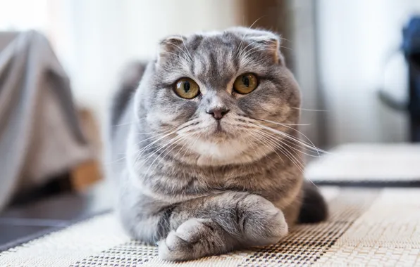 Picture legs, looking at the camera, Scottish fold