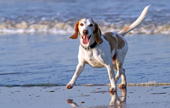 Sea, landscape, Dog
