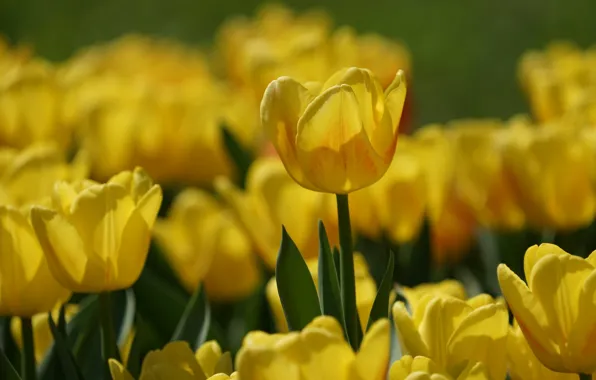 Tulip, tulips, buds, yellow, bokeh