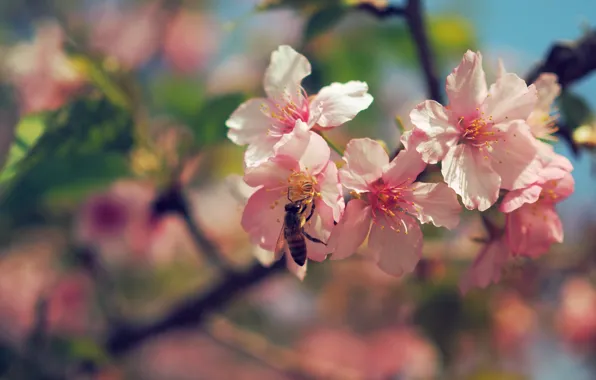 Flowers, branches, bee, spring, Sakura, pink, flowering, bokeh