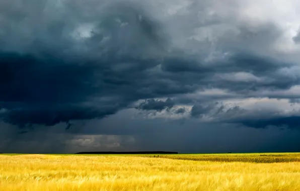 Picture field, grass, clouds, yellow, gloomy