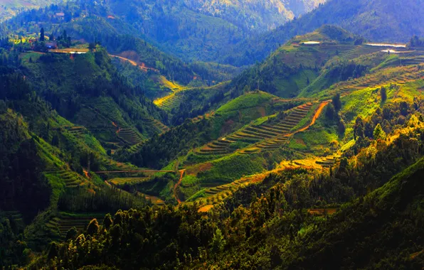 Mountains, field, Vietnam, forest, plantation, Sapa