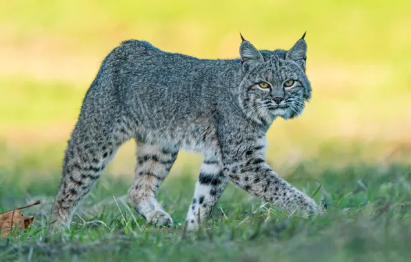 Grass, look, face, nature, pose, glade, paws, walk