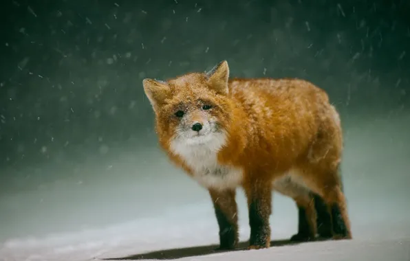 Picture winter, snow, Fox