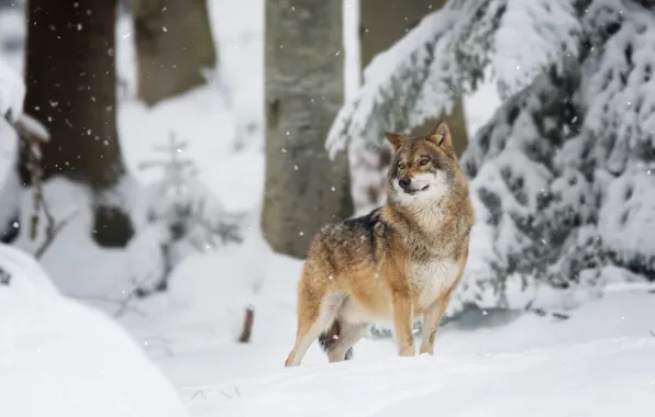 Winter, forest, snow, wolf