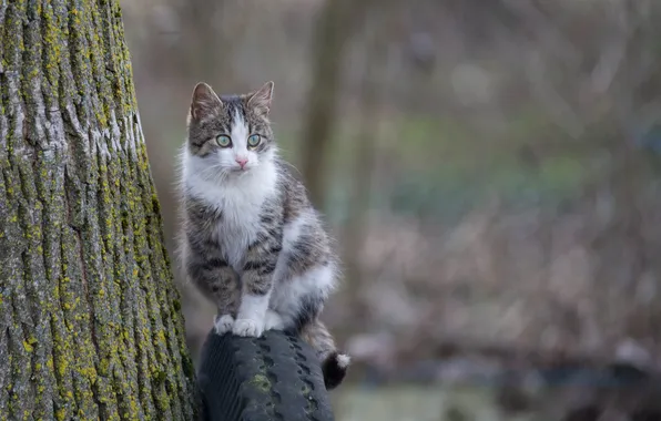 Cat, eyes, look, background