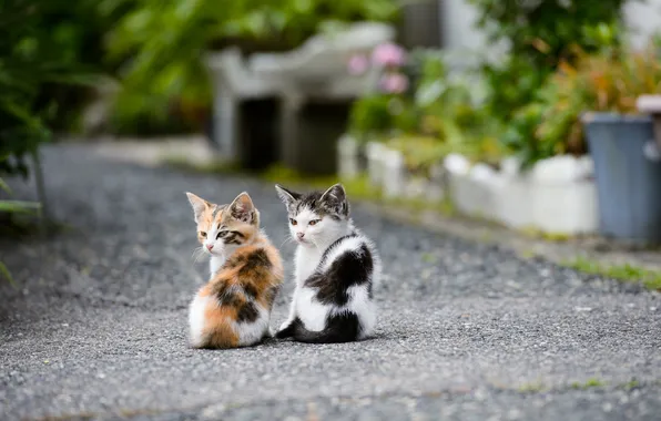 Road, kittens, friends