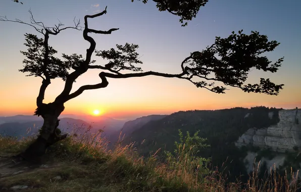 Trees, mountains, morning