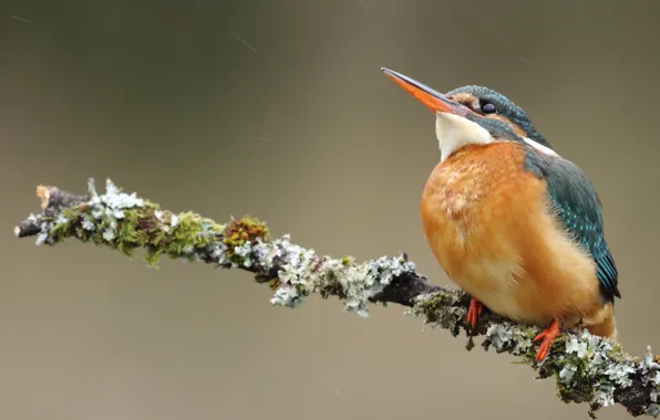 The rain, drops, background, bird, branch, beak, bird, sitting