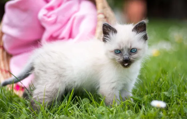 Language, cat, grass, look, nature, pose, kitty, pink