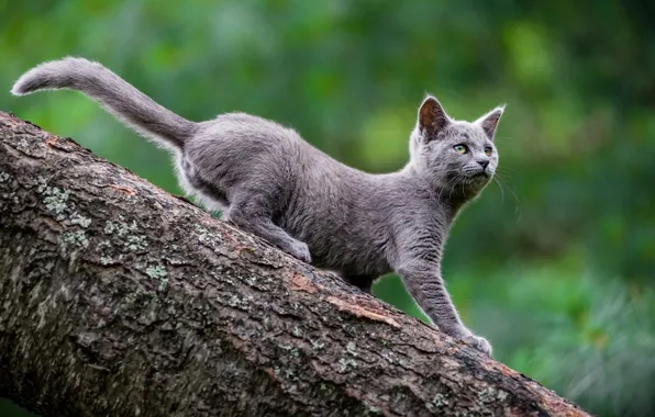 Cat, nature, green, kitty, grey, background, tree, kitty