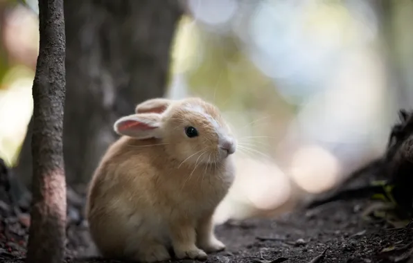 Nature, background, rabbit