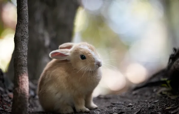 Picture nature, background, rabbit