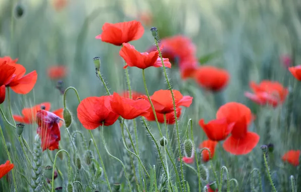Summer, flowers, stems, bright, Maki, red, ears, green background