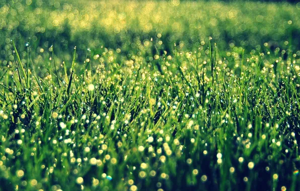 Picture greens, grass, the sun, macro, background, widescreen, Wallpaper, vegetation