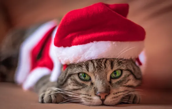 Picture cat, cat, look, pose, grey, background, holiday, new year