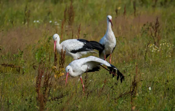 Field, birds, storks