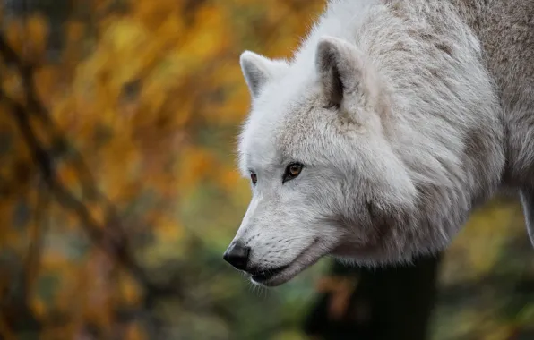 Picture face, wolf, bokeh, Arctic wolf, Polar wolf