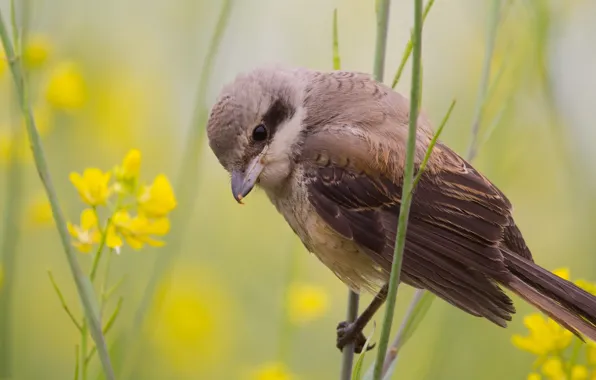 Picture summer, nature, bird