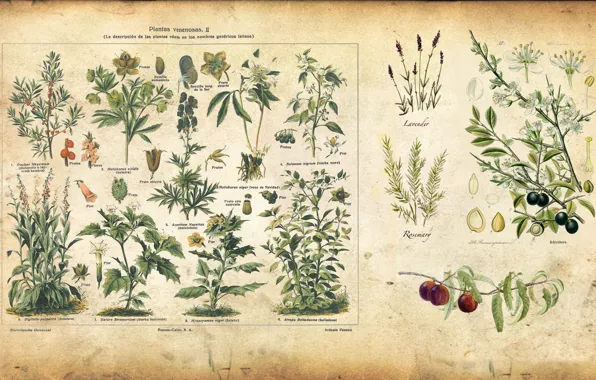Wallpaper plants, vintage, illustration, illustration, spice for mobile