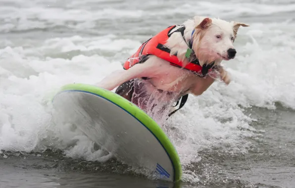 White, the vest, surf
