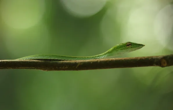 Picture green, black, snake, yellow, eye, branch, vine snake