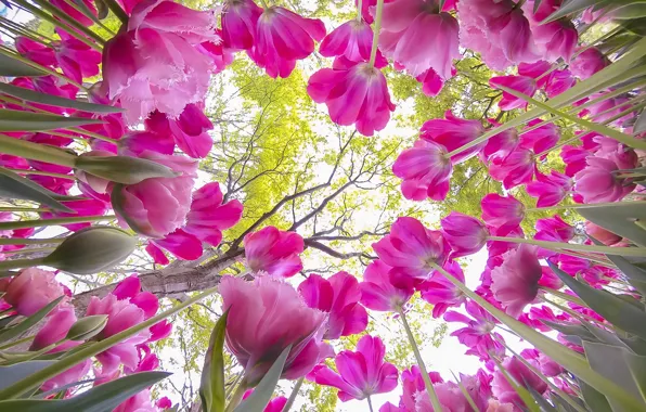 Greens, light, trees, flowers, Park, branch, stems, foliage