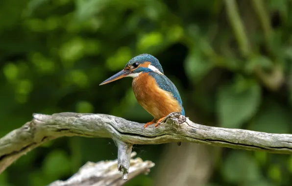 Branches, bird, Kingfisher