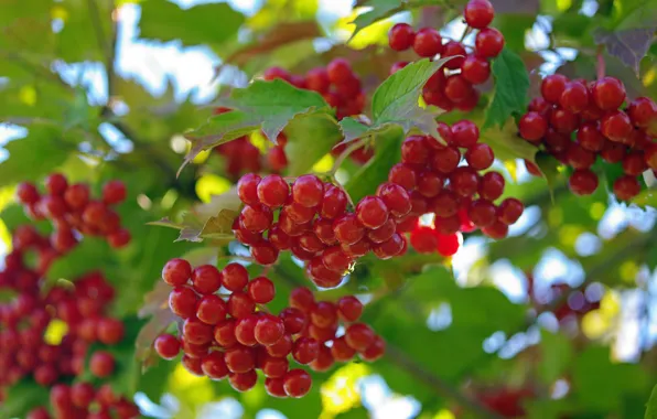 Picture summer, nature, berries, beauty, harvest, fruit, vitamins, many