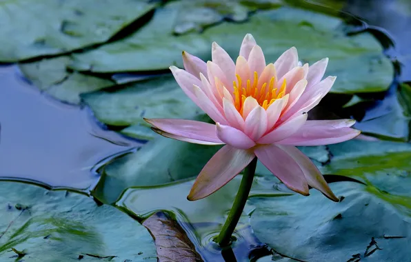 Picture leaves, Lily, water Lily