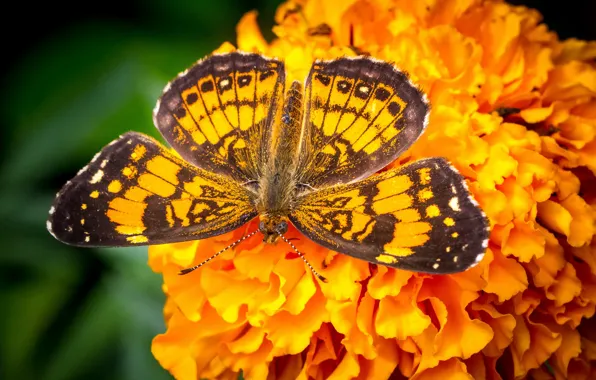 Picture flower, butterfly, wings, marigolds