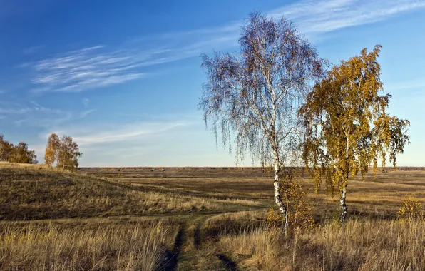 Road, field, autumn, landscape
