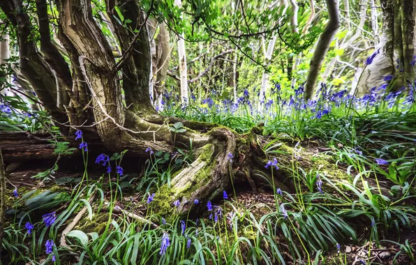 Picture forest, trees, flowers, roots, spring, blue