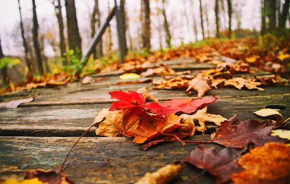 Road, autumn, forest, leaves, trees, nature, Park, colors