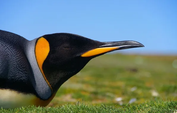 Picture grass, beak, Penguin, Imperial