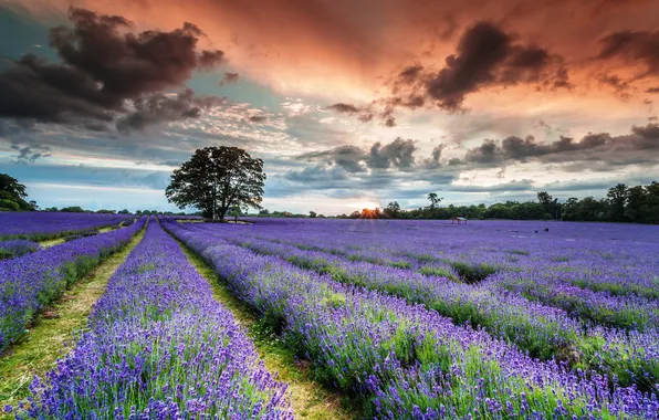 Field, summer, tree, lavender