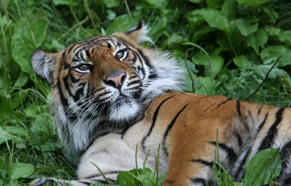 Picture cat, grass, look, face, tiger