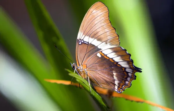 Picture grass, butterfly, wings