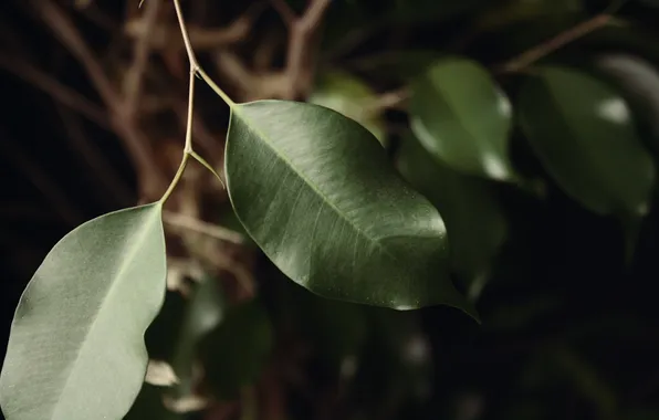 Leaves, plants, green, leaves