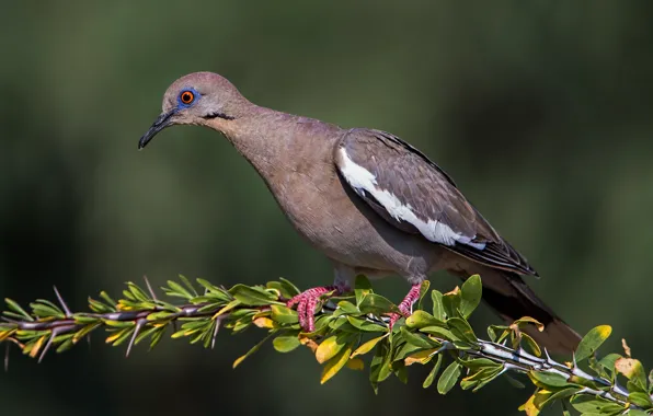 Picture branches, bird, beak, white-winged dove