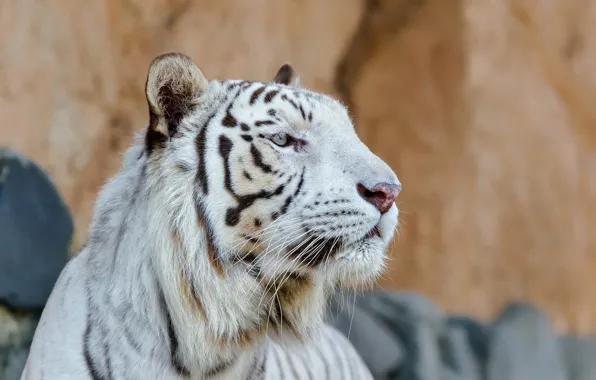 Face, predator, profile, white tiger, wild cat