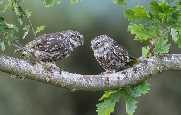 Picture leaves, birds, branch, owls, a couple, oak, The little owl