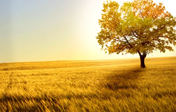 Wheat, field, tree, the wind, horizon, spikelets, space, alone